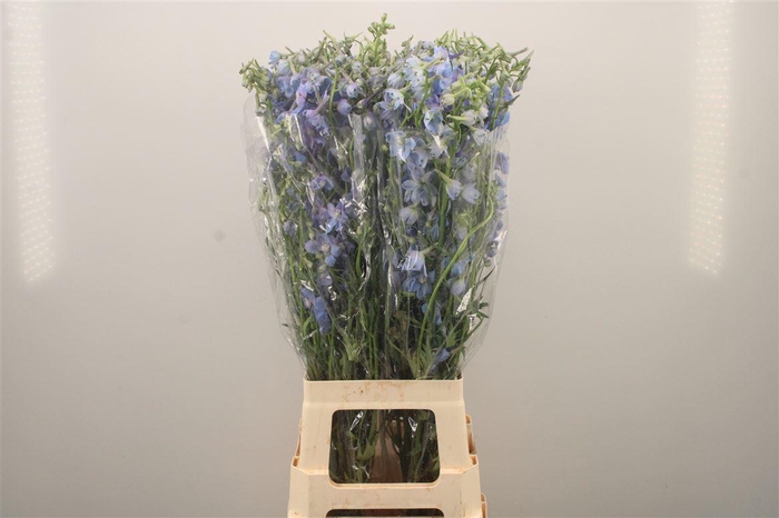 <h4>Delph En Ballkleid Pale Blue</h4>