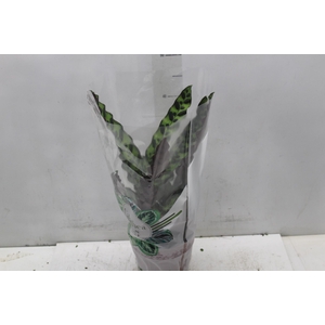 CALATHEA INSIGNIS P17