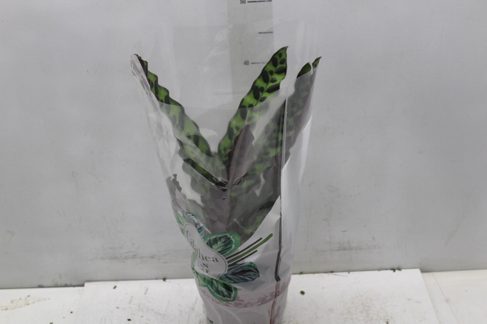 <h4>CALATHEA INSIGNIS P17</h4>