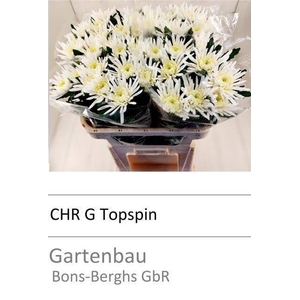 CHR G TOPSPIN ANGEBOT