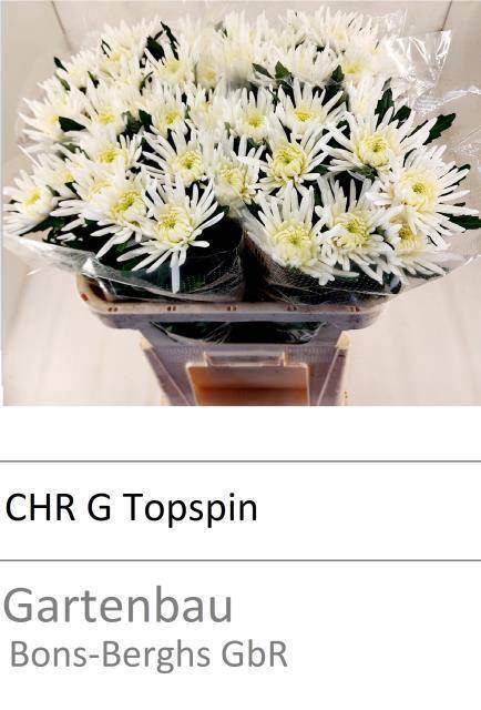 <h4>CHR G TOPSPIN ANGEBOT</h4>
