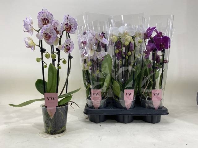 <h4>PHAL GEM</h4>