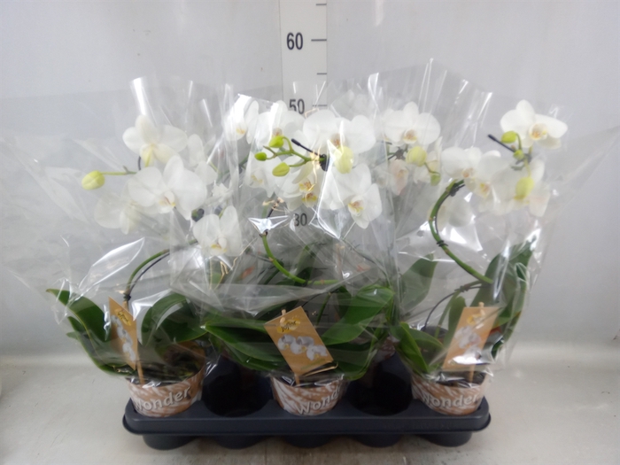 <h4>Phalaenopsis   ...</h4>