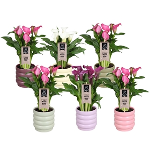 Zantedeschia gemengd Calla mix in Malmö keramiek