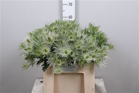 <h4>Eryn Love Whit Green</h4>