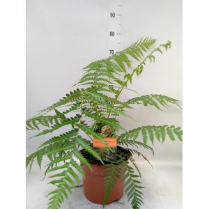 Dicksonia antarctica