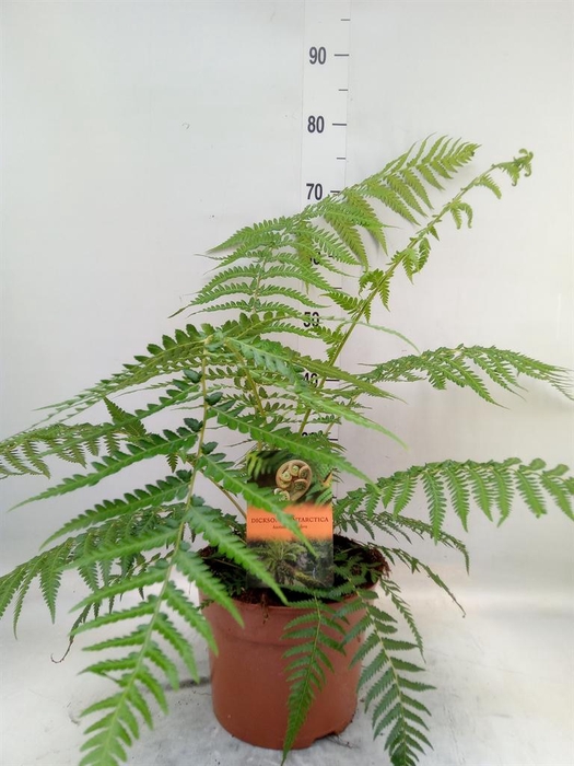 <h4>Dicksonia antarctica</h4>