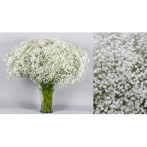 GYPS XLENCE 35G Tessa