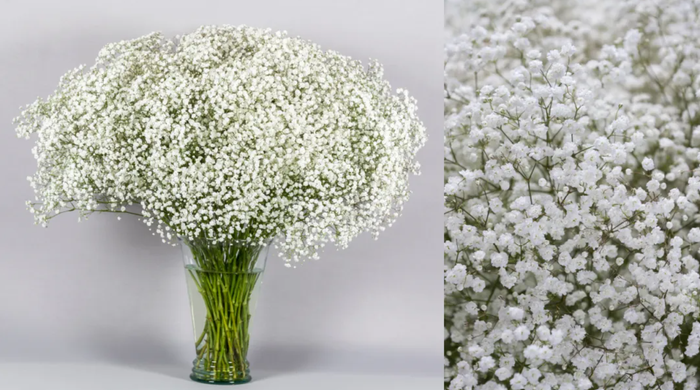 <h4>GYPS PA XLENCE 40G Flodecol</h4>