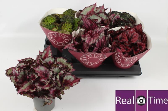 <h4>BEG BEL GEM</h4>