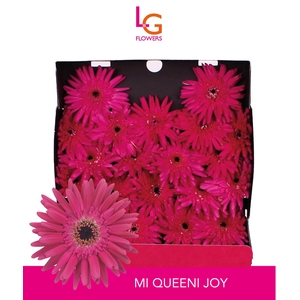 Germini Queeni Joy Diamond