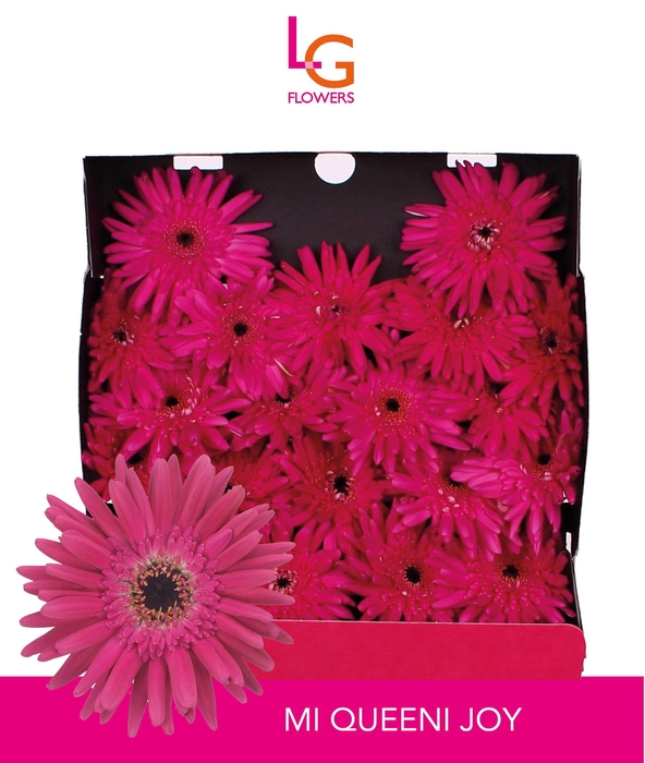 <h4>Germini Queeni Joy Diamond</h4>