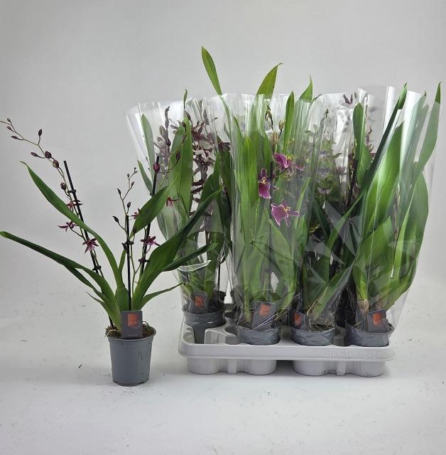 <h4>ORCHIDEEEN GEM</h4>