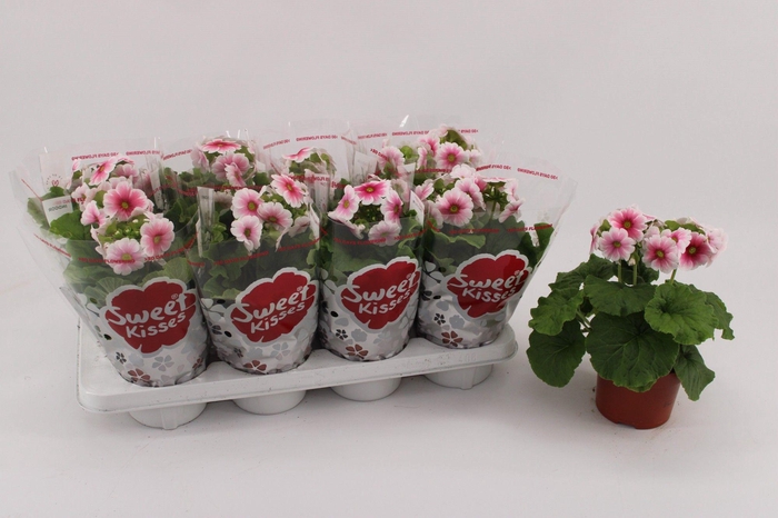 <h4>Primula Ob Red White</h4>