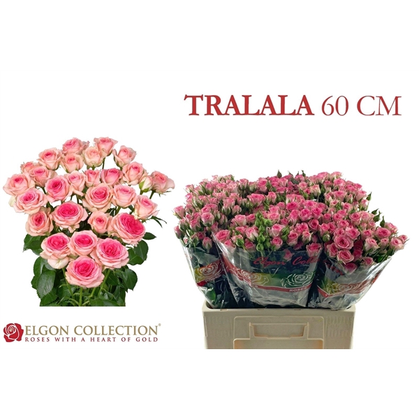 <h4>R Tr Tralala Elgon</h4>