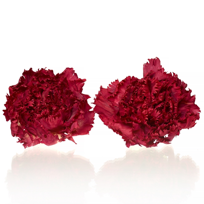 Carnation (anjer) Red 4,5-5cm