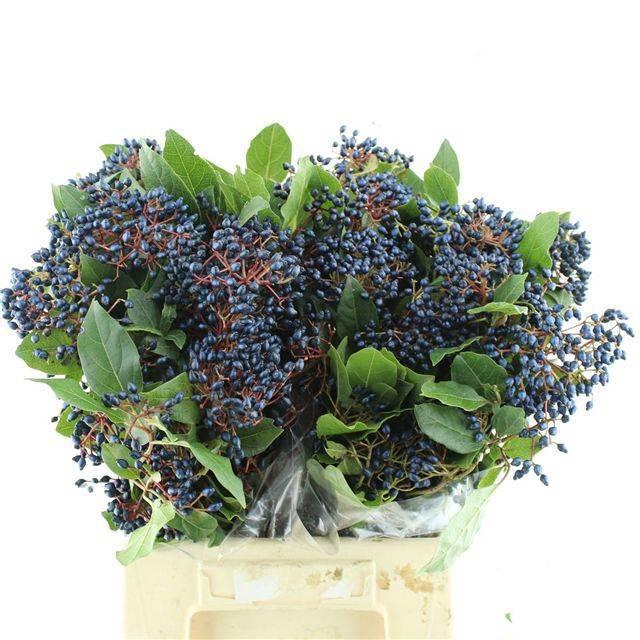 <h4>VIBURNUM MET BES BOS</h4>