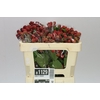 Rubus Fr Chester
