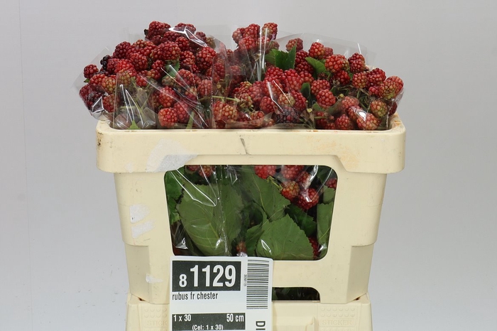 <h4>Rubus Fr Chester</h4>