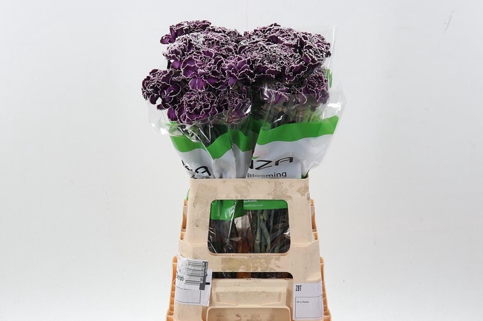 <h4>Di St Tinted Cassis</h4>