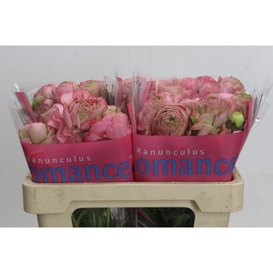 Ranunculus Roamnce Supreme Pink