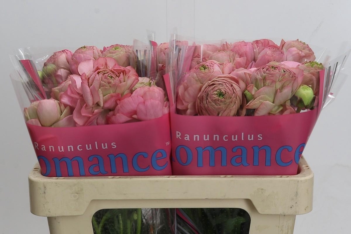 <h4>Ranunculus Romance Supreme Pink</h4>
