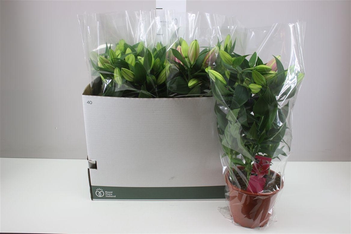 <h4>Lillium Or Sunny Robyn 4pp Roze</h4>