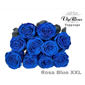 R Gr Rosa Blue Xxl