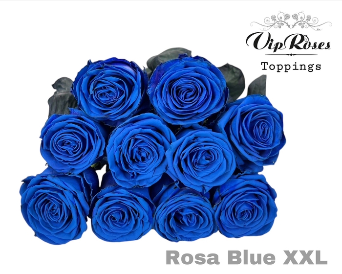 <h4>R Gr Rosa Blue Xxl</h4>