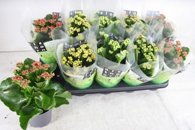 <h4>KAL GE GEM 4 KL</h4>