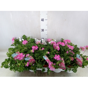 Pelargonium   ...mix smelling
