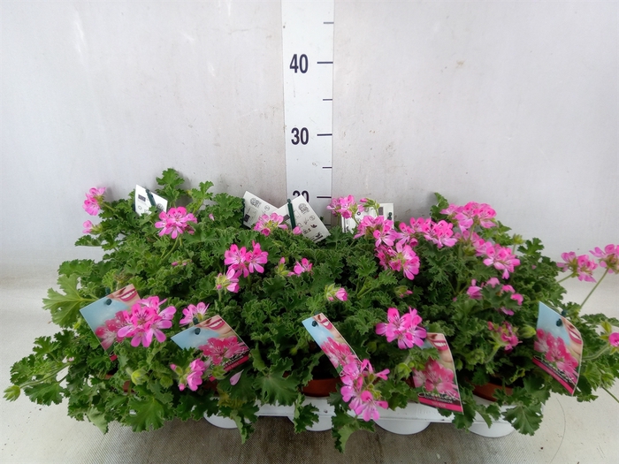<h4>Pelargonium   ...mix smelling</h4>
