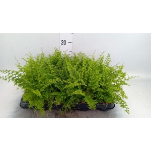 Nephrolepis exal. 'Green Fantasy'