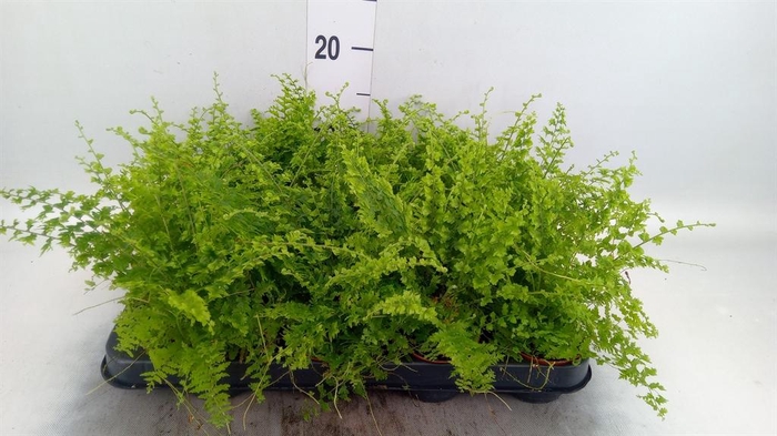<h4>Nephrolepis exal. 'Green Fantasy'</h4>