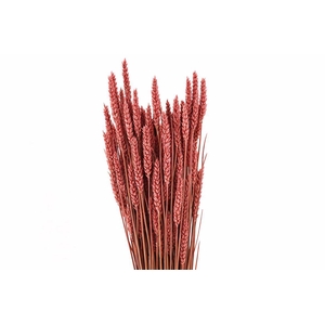 Dried Triticum X5 Red Bunch