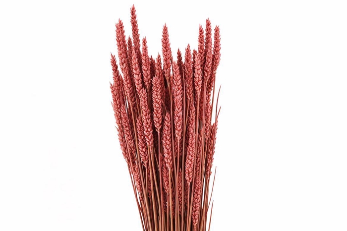 Dried Triticum X5 Red Bunch