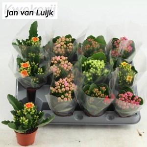 KAL EN GEM 6 KL