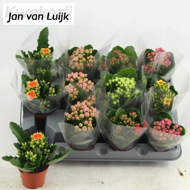<h4>KALAN CALAN LUIJK MIX P6</h4>