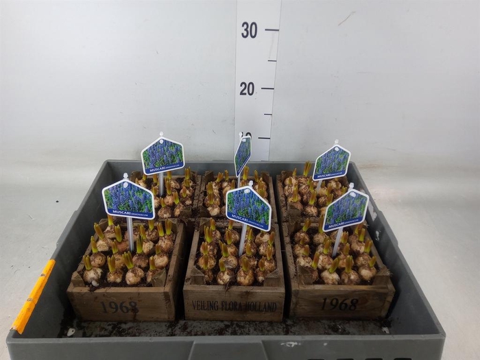 <h4>Arr.  Muscari L%</h4>