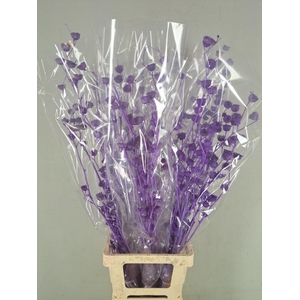 DF Lavatera Bs Purple 120g
