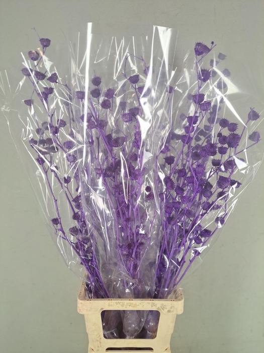 DF Lavatera Bs Purple 120g