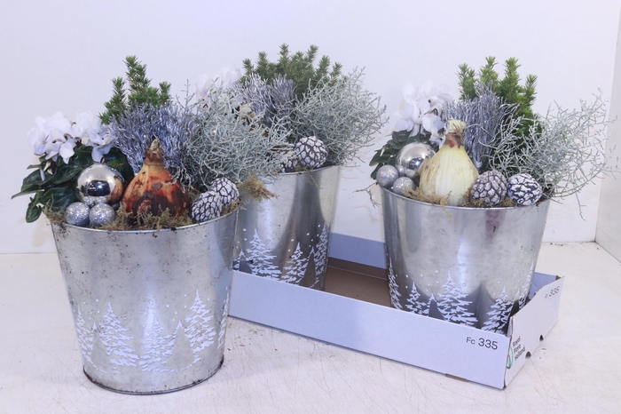 <h4>ARR HIPPEASTRUM</h4>