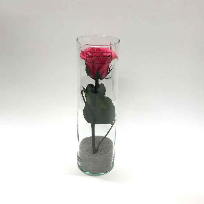 <h4>Cilinder d6x20h fuchsia glas</h4>