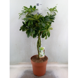 Schefflera arbor. 'Nora'