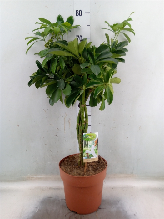 <h4>Schefflera arbor. 'Nora'</h4>