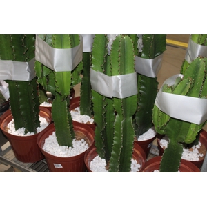 CACTUS EUPHORBIA MANDACARU P30