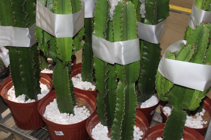 <h4>CACTUS EUPHORBIA MANDACARU P30</h4>