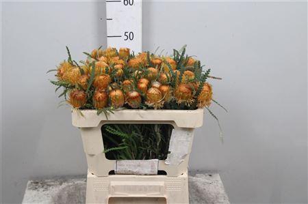 <h4>Banksia Dryandra</h4>