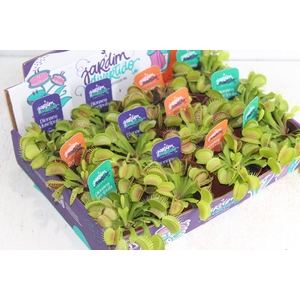 CARNIVORA DIONAEA P09