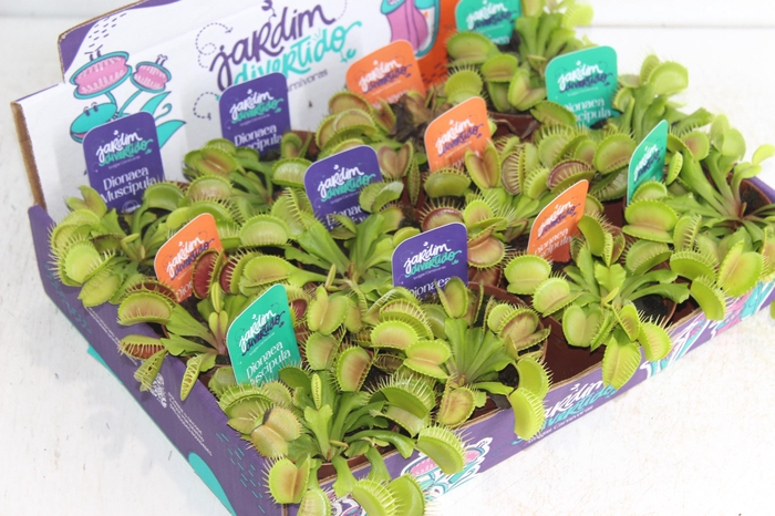 <h4>CARNIVORA DIONAEA P09</h4>